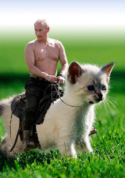 Putin riding a cat